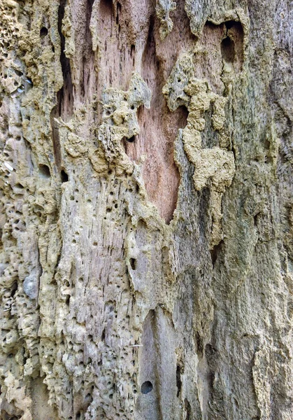 Fondo Textura Árbol Corteza —  Fotos de Stock