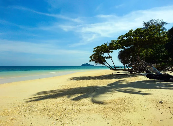 Arbre Sur Koh Bulone Plage Satun Thaïlande — Photo