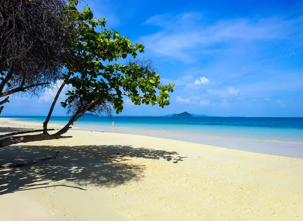 Arbre Sur Koh Bulone Plage Satun Thaïlande — Photo