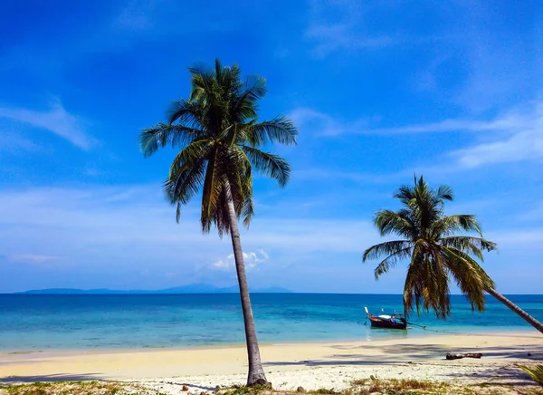 Árbol Coco Playa Koh Bulone Satun Tailandia Imagen de archivo