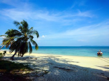 Hindistan cevizi ağacı Satun Tayland Koh Bulone sahilde