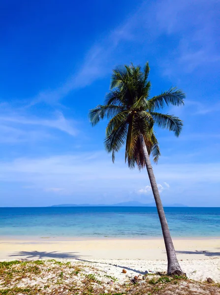 Kokospalme Strand Von Koh Bulone Satun Thailand — Stockfoto