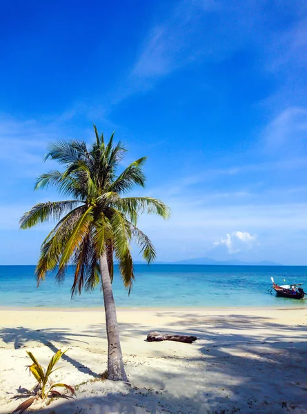 Kokospalme Strand Von Koh Bulone Satun Thailand — Stockfoto