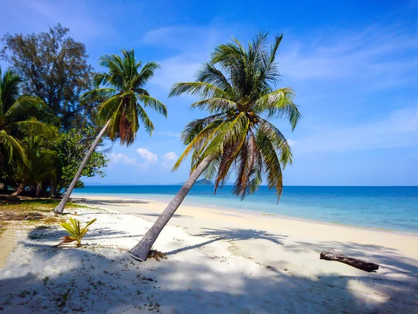 Kokospalme Strand Von Koh Bulone Satun Thailand — Stockfoto