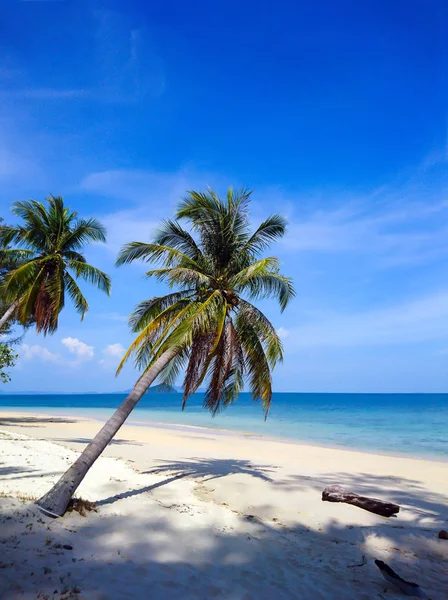 Kokospalme Strand Von Koh Bulone Satun Thailand — Stockfoto