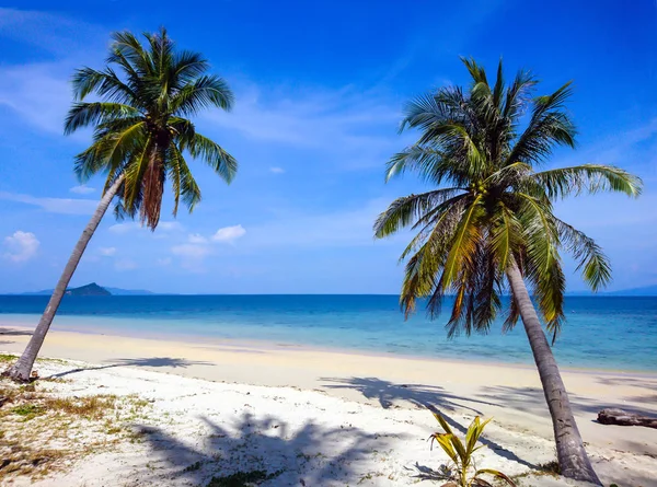 Kokosnöt Träd Koh Bulone Beach Satun Thailand — Stockfoto