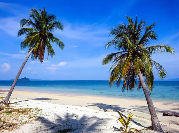 Kokospalme Strand Von Koh Bulone Satun Thailand — Stockfoto