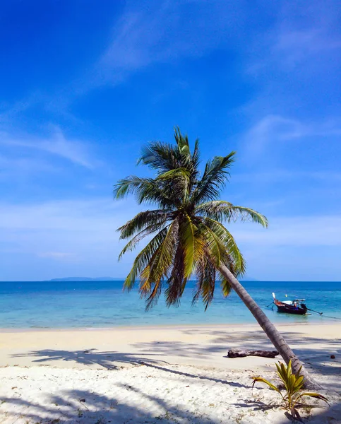 Kokosnöt Träd Koh Bulone Beach Satun Thailand Stockbild