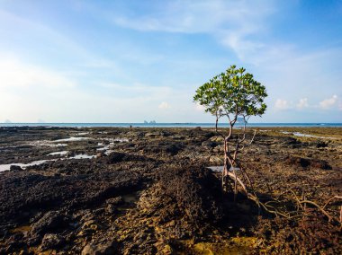 Mangrov ağaca Panka Noi beach, Satun Tayland
