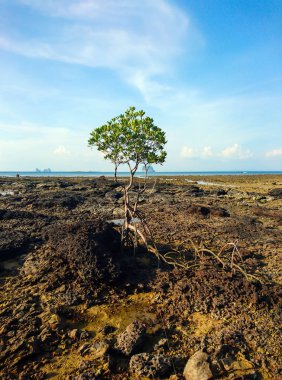 Mangrov ağaca Panka Noi beach, Satun Tayland