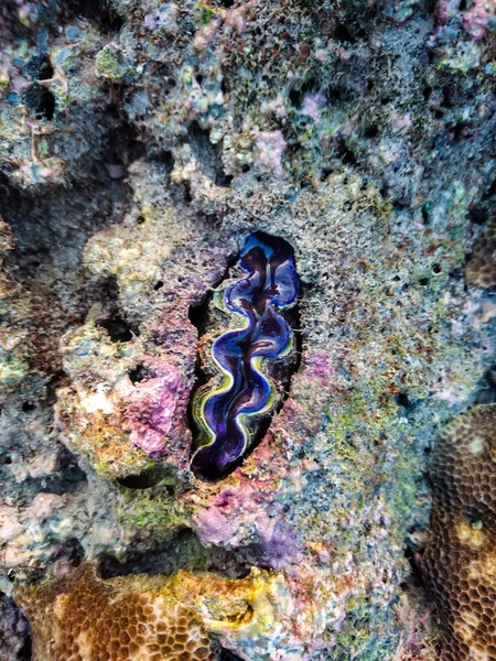 Almeja Gigante Tridacninae Bahía Panka Yai Koh Bulone Satun Tailandia — Foto de Stock