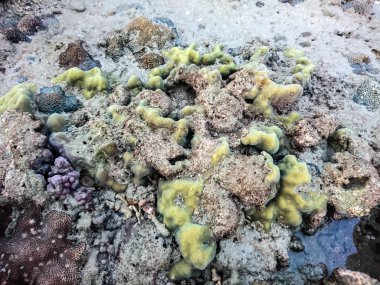 Koh Bulone, Panka Yai beach, Satun Tayland mercan