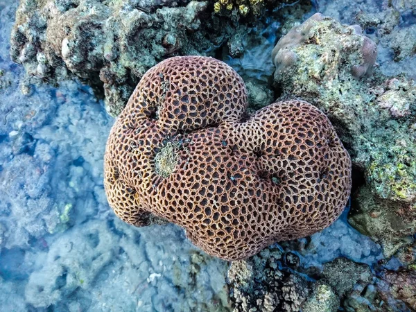 Coral Koh Bulone Playa Panka Yai Satun Tailandia — Foto de Stock