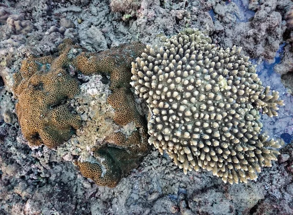 Koh Bulone Panka Yai Beach Satun Tayland Mercan — Stok fotoğraf