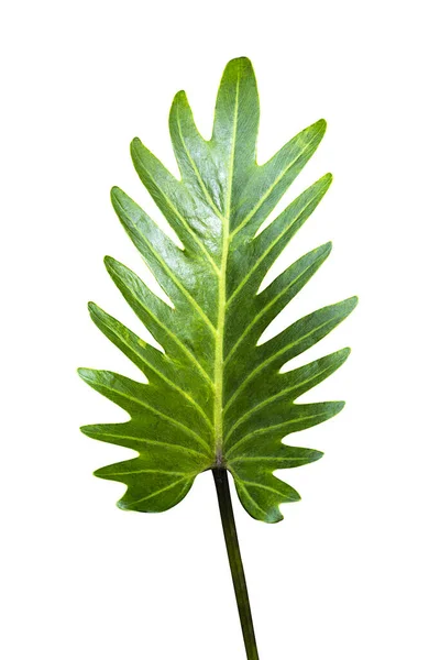 Grönt Löv Tropisk Skog Isolerad Vitt — Stockfoto