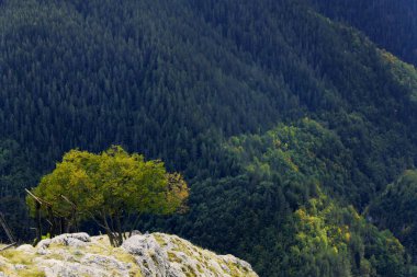 Doku ahşap kuvvetler soyut