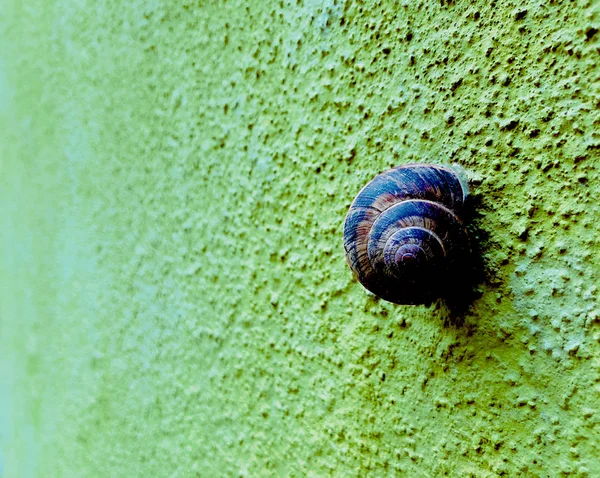 蜗牛在颠簸的 Colorfull 墙上特写概念 — 图库照片