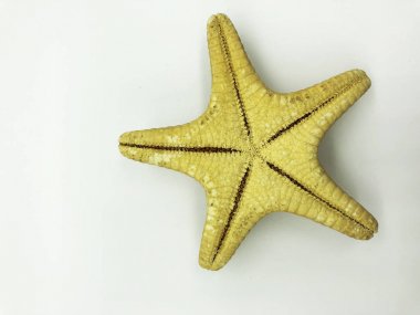 Beyaz arka plan spa izole büyük okyanus deniz kabuklu deniz ürünleri portre sakin sezon tatil kavramı