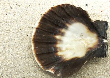 kabuk closeup iç tarafında kum yaz sezonu güneşli kavramı