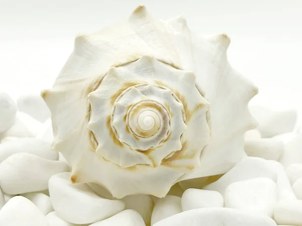 büyük okyanus deniz kabuklu deniz ürünleri closeup beyaz taşlar izole spa üzerinde sakin sezon tatil kavramı