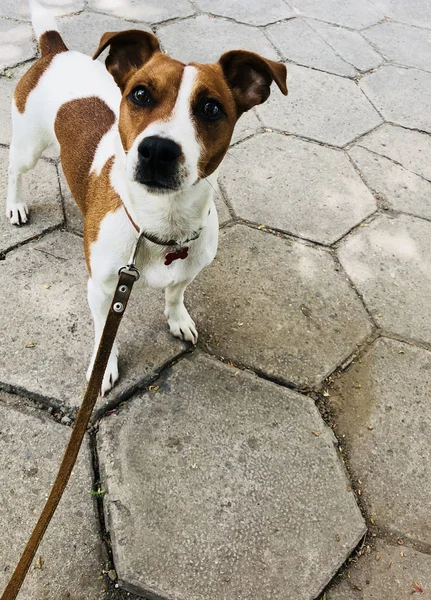 Jack Russel Chien Animal Compagnie Blanc Brun Laisse Demandant Quelque — Photo