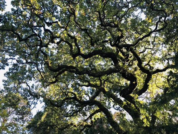 Parktaki Parlak Bir Günün Mistik Tacı Çok Eski Ağacı Harika — Stok fotoğraf