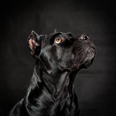 siyah köpek cane corso
