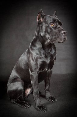 siyah köpek cane corso