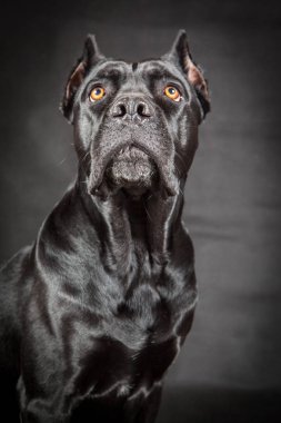 siyah köpek cane corso