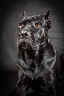 siyah köpek cane corso