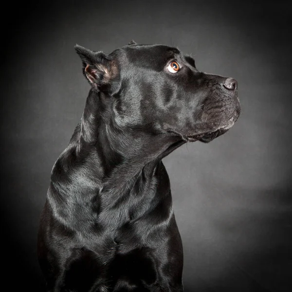 siyah köpek cane corso