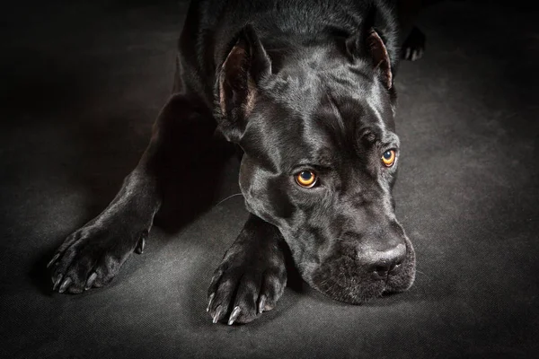 Svart hund cane corso — Stockfoto