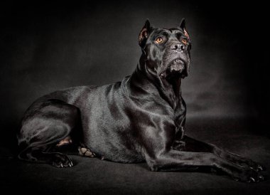 siyah köpek cane corso