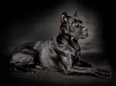 siyah köpek cane corso