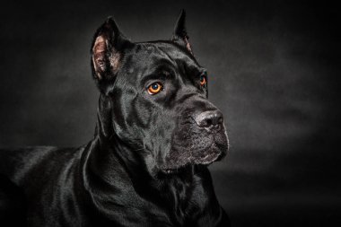 siyah köpek cane corso