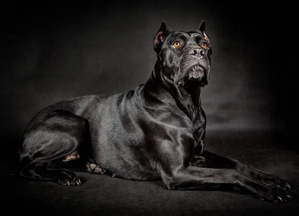 Černý pes cane corso — Stock fotografie