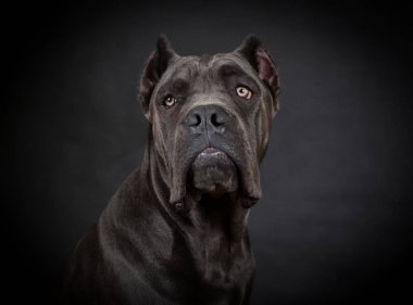 büyük siyah köpek