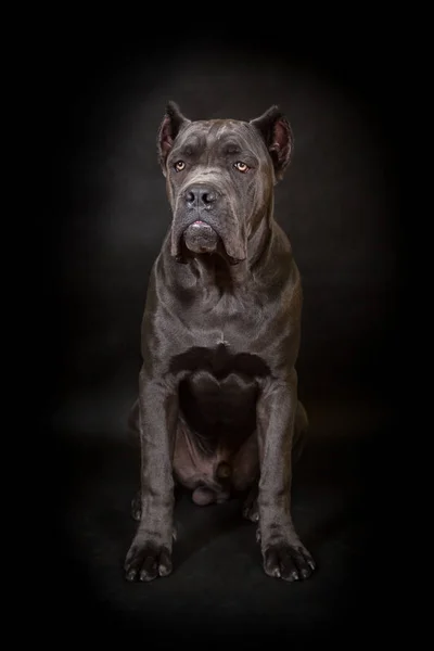 Gran perro negro — Foto de Stock