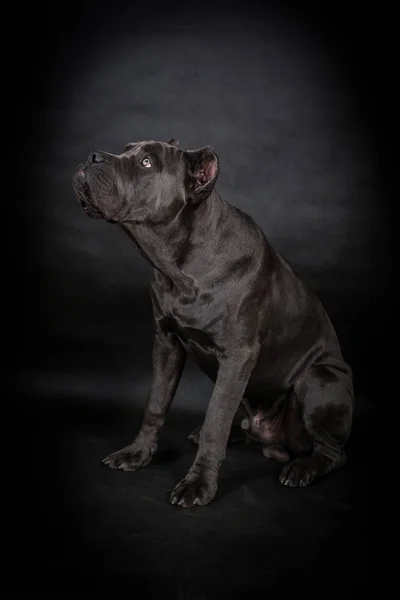 Stor svart hund — Stockfoto