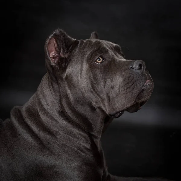 Grote zwarte hond — Stockfoto