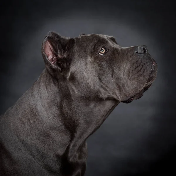 Gran perro negro — Foto de Stock