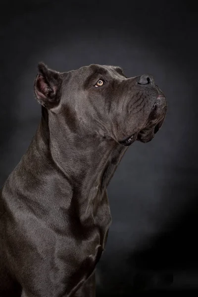 Grande cão preto — Fotografia de Stock