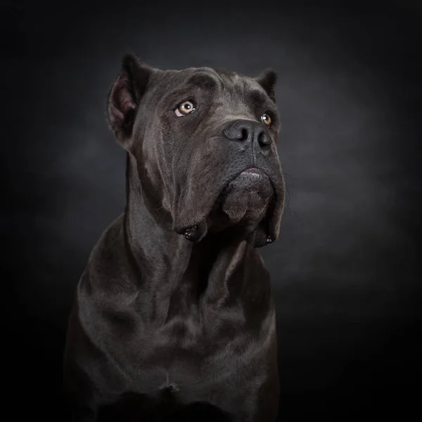 Velký černý pes — Stock fotografie