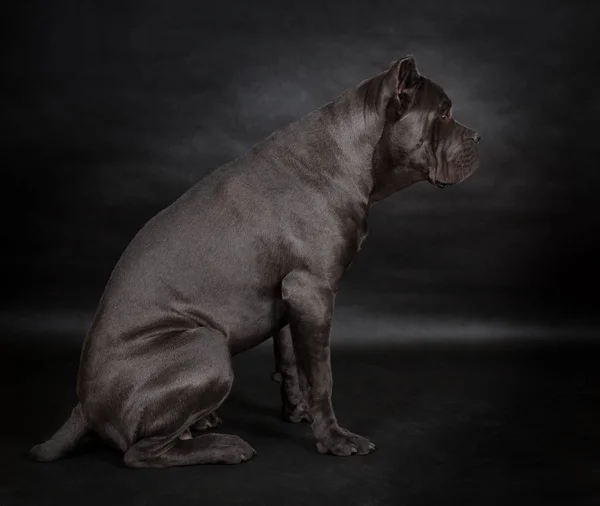 Grande cão preto — Fotografia de Stock