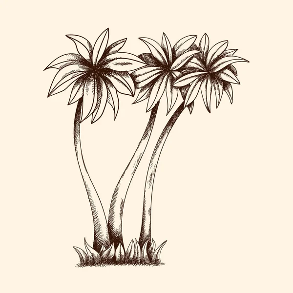 Palmy tropikalne. — Wektor stockowy