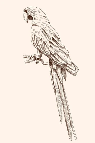 큰 마코 앵무 앵무새. — 스톡 벡터