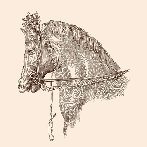 Tête de cheval . — Image vectorielle