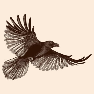 uçuşta raven.