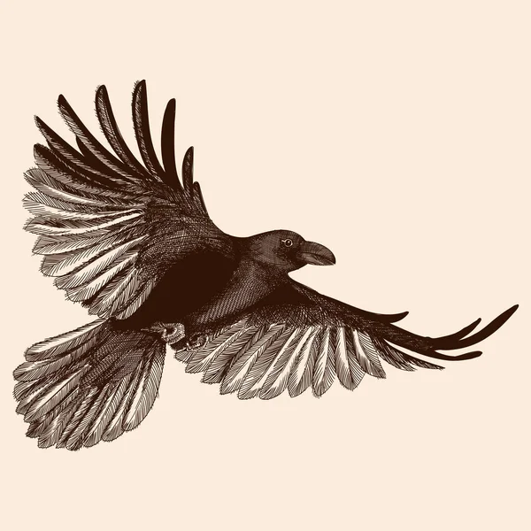 Raven tijdens de vlucht. — Stockvector