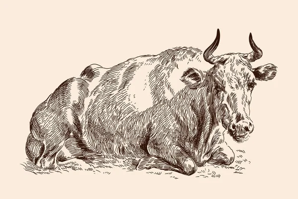 Vache dans le pâturage. — Image vectorielle